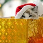 Merry Christmas Merry Christmas