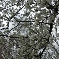 Back to Nature