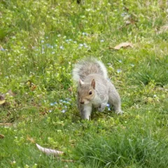 Squirrel