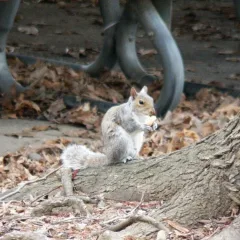 Squirrel