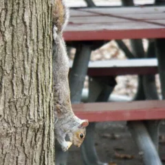 Squirrel