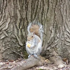 Squirrel