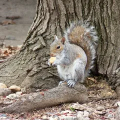 Squirrel