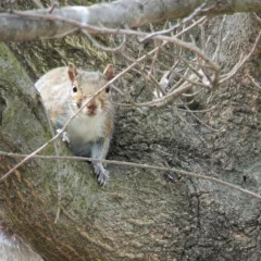 Squirrel