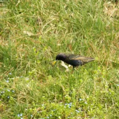Bird
