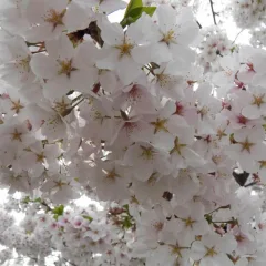 Back to Nature