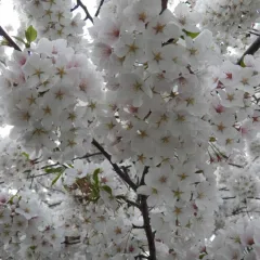 Back to Nature