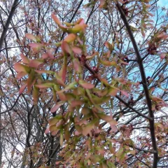 Trees in Bloom
