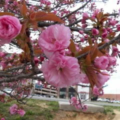 Trees in Bloom