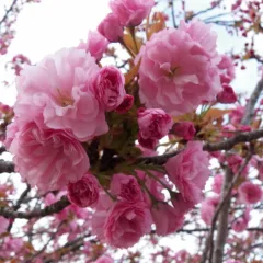 Trees in Bloom