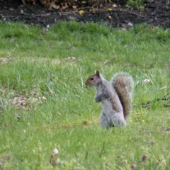 squirrel