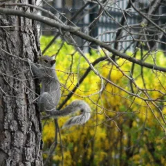 squirrel