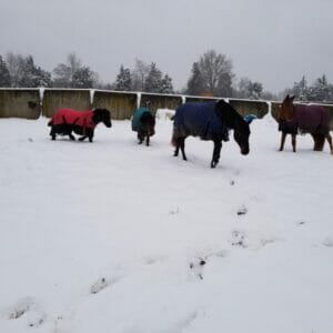 Our horses in the snow