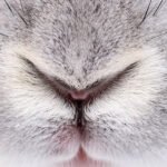 rabbit nose