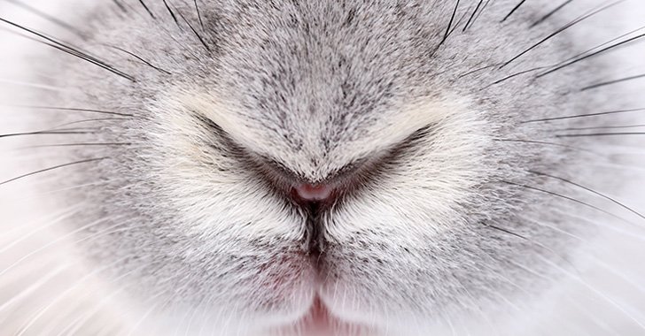 rabbit nose