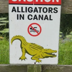 Reminder of alligators Reminder of alligators