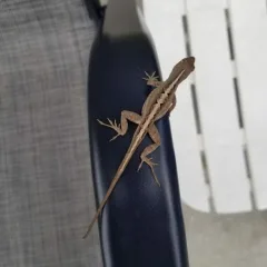 Skink Common Skink Common