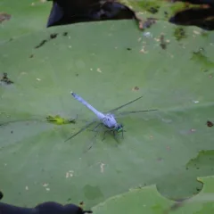 dragon fly dragon fly