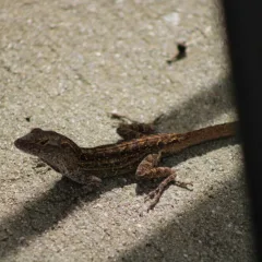 gecko gecko