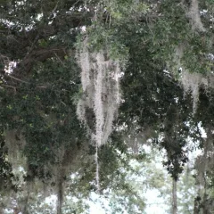 Spanish Moss Spanish Moss