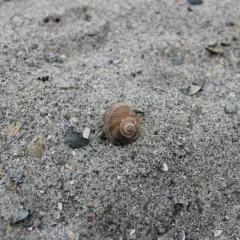 Sea Shells Sea Shells