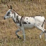 Young Mule Young Mule