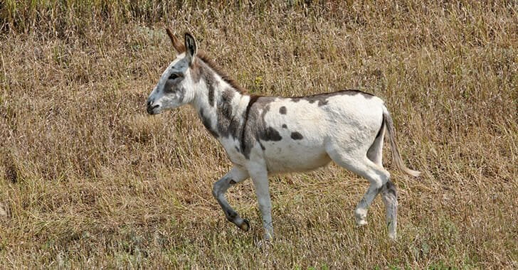 Young Mule