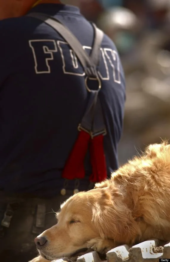 A search dog sleeps behind a New York firefighter at the scene of the World Trade Center. (Photo by Preston Keres/US Navy/Getty Images)