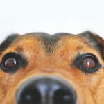 Pets