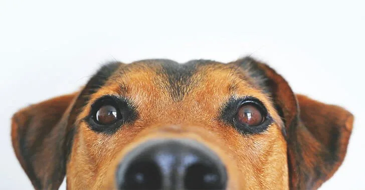 Pets