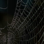 Dark Spider Web Dark Spider Web