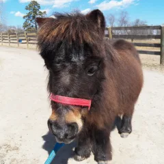 Midnight “Papa” Midnight "Papa"