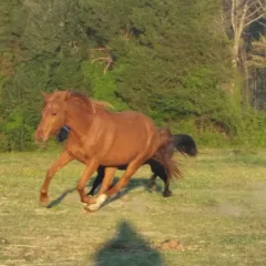 Maya having some fun in the field Maya having some fun in the field