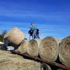pushing hay off the trailer