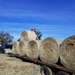 pushing hay off the trailer