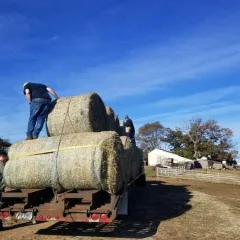 pushing hay off the trailer