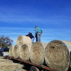 pushing hay off the trailer