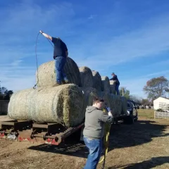 pushing hay off the trailer