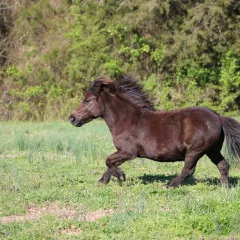 Rebel having some fun on a nice spring day Rebel having some fun on a nice spring day