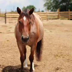 Quincy Sox Quincy Sox