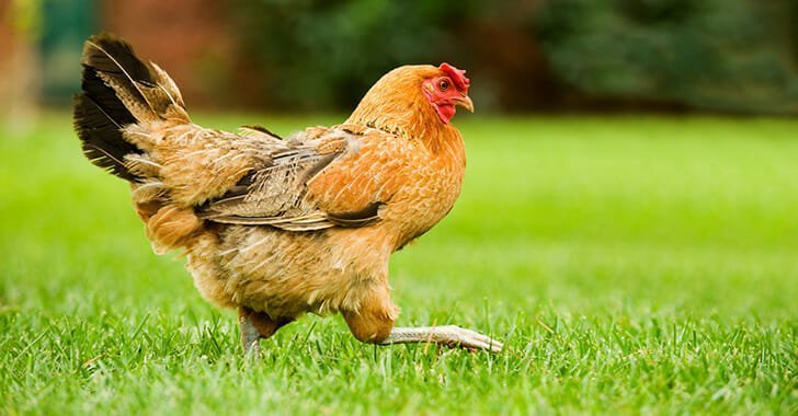 Hen