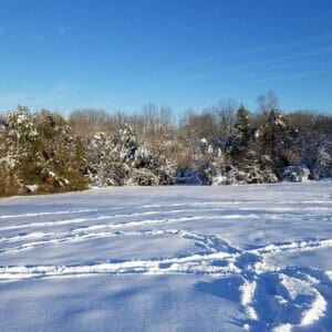 Snow covered field