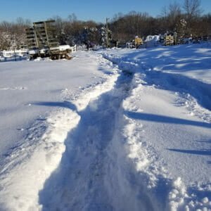 Path to and from the water trough