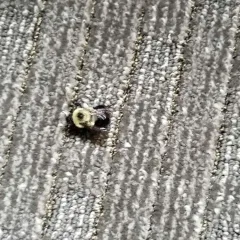 My little friend this morning