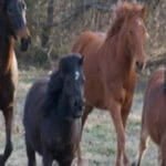 our horses our horses