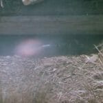 The japanese firing for a pill box The japanese firing for a pill box