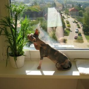 reflectoporn reflectoporn