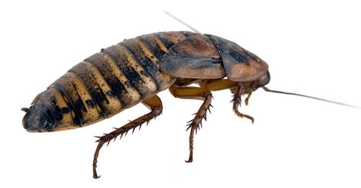 cockroach