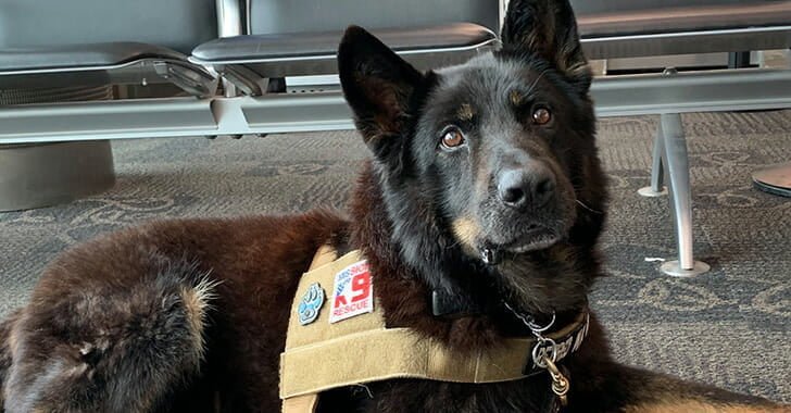 Military Working Dog Atila