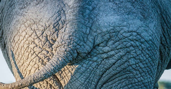 Elephant from behind